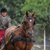 074 Week-end du cheval-Concours Attelage à La Forêt Fouesnant 9-10 juillet 2016