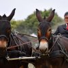 074 Week-end du cheval-Concours Attelage à La Forêt Fouesnant 9-10 juillet 2016