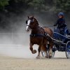 074 Week-end du cheval-Concours Attelage à La Forêt Fouesnant 9-10 juillet 2016