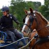 074 Week-end du cheval-Concours Attelage à La Forêt Fouesnant 9-10 juillet 2016
