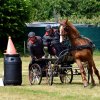 074 Week-end du cheval-Concours Attelage à La Forêt Fouesnant 9-10 juillet 2016