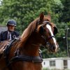 074 Week-end du cheval-Concours Attelage à La Forêt Fouesnant 9-10 juillet 2016
