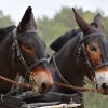 074 Week-end du cheval-Concours Attelage à La Forêt Fouesnant 9-10 juillet 2016