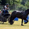 074 Week-end du cheval-Concours Attelage à La Forêt Fouesnant 9-10 juillet 2016