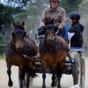 074 Week-end du cheval-Concours Attelage à La Forêt Fouesnant 9-10 juillet 2016