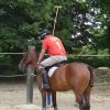 074 Week-end du cheval-Concours Attelage à La Forêt Fouesnant 9-10 juillet 2016