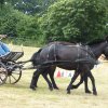 074 Week-end du cheval-Concours Attelage à La Forêt Fouesnant 9-10 juillet 2016