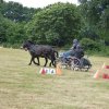 074 Week-end du cheval-Concours Attelage à La Forêt Fouesnant 9-10 juillet 2016