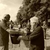 074 Week-end du cheval-Concours Attelage à La Forêt Fouesnant 9-10 juillet 2016